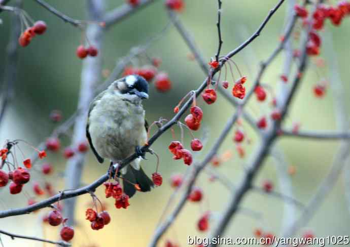 吃红豆的白头鹎