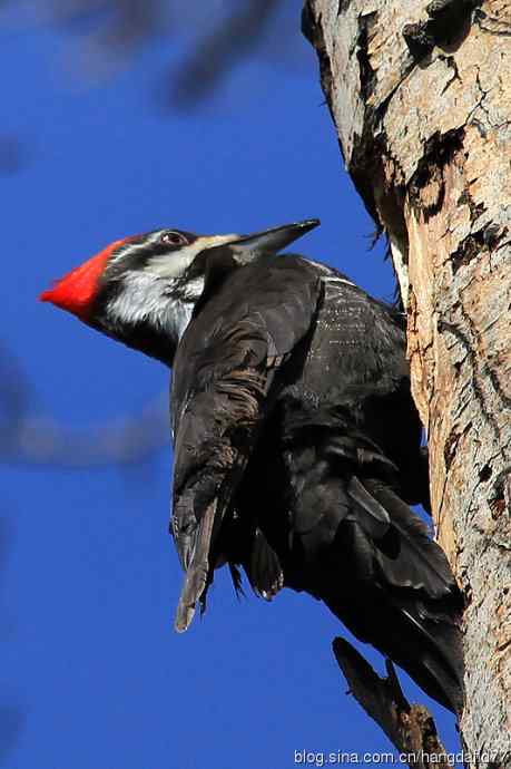 红冠啄木鸟（2）