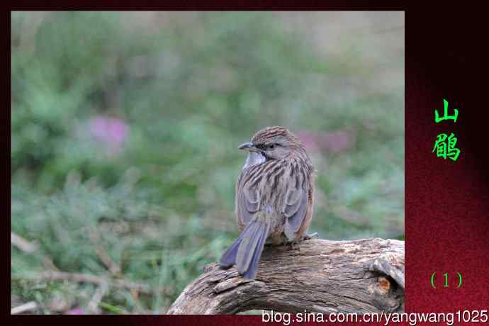 北京天坛公园的鸟类——山鹛（1）