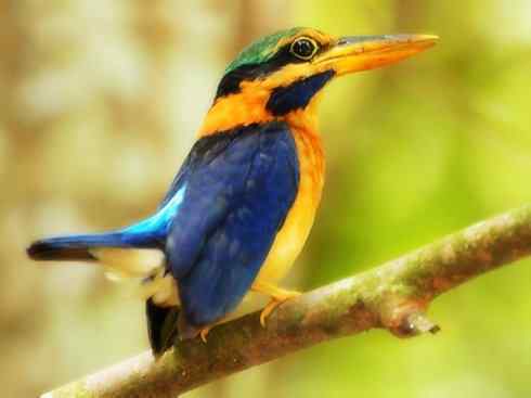 天生猎手：非猛禽类猎手之二（雀鸟也是屠夫——伯劳）