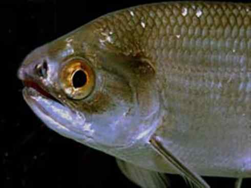 鱼类活化石：月眼鱼