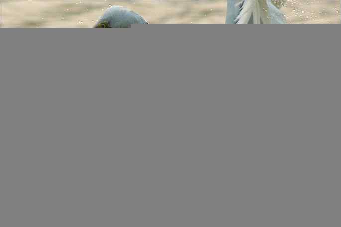 白鹭捕红鱼 白鹭捕红鱼