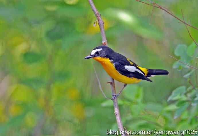 雄性白眉姬鹟（1）