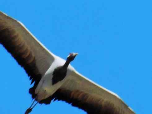 自然奇观：动物大迁徙(鹤类)