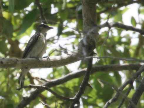 十大喜食蜂蜜动物：黑喉响蜜鴷