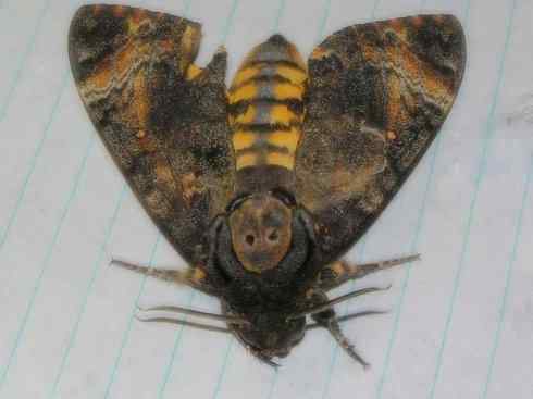 十大喜食蜂蜜动物：鬼脸天蛾