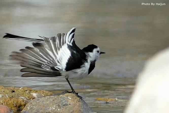 鸟为悦己者容(白鹡鸰梳洗版)