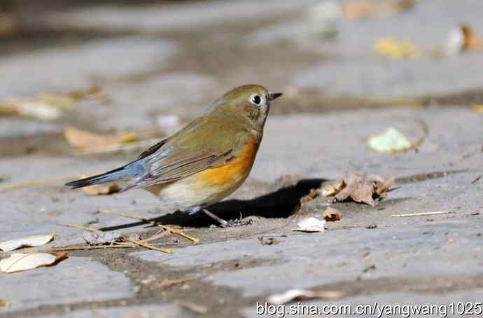 阳光下的红肋蓝尾鸲 wbr wbr2