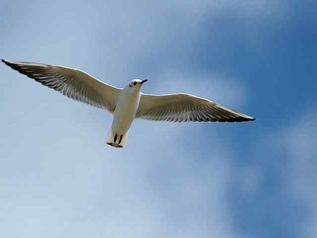 北戴河湿地演绎鸥鹭风情