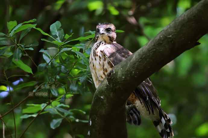 未来的森林王者鈥斺斝》锿酚