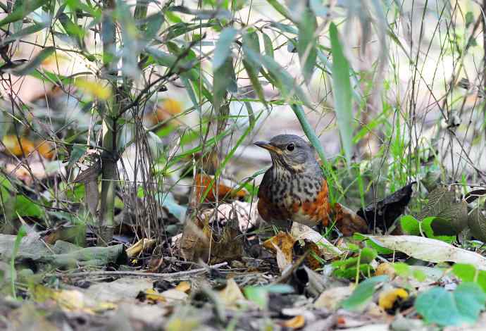 灰背鸫(2) 灰背鸫(2)