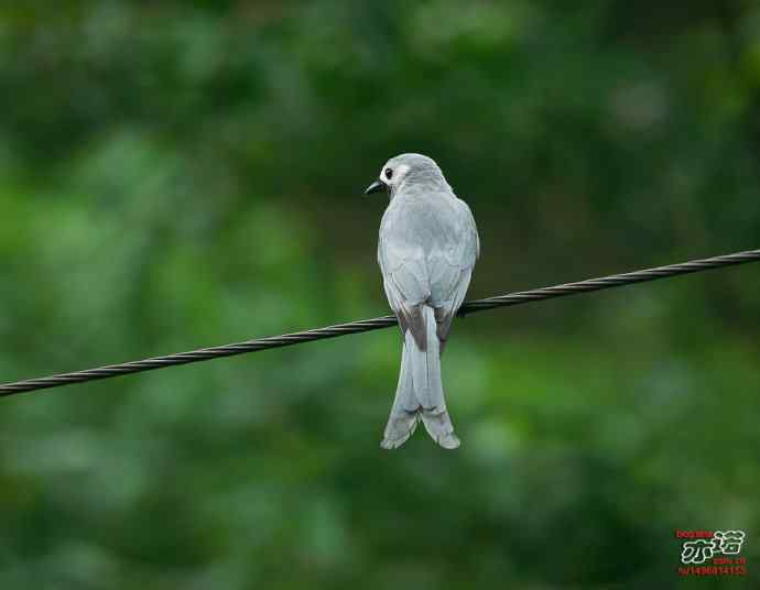 河南董寨&nbsp;wbr路&nbsp;wbr灰卷尾