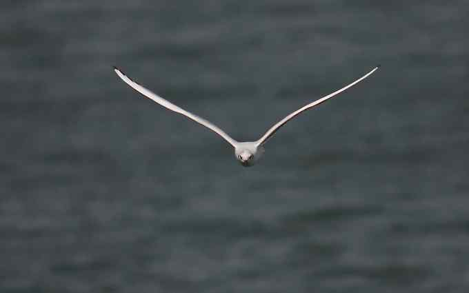 三家店水库今天突现大批迁徙海鸥（组图）