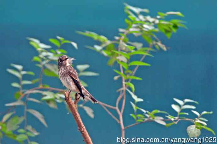 烏鶲（亚成鸟）1
