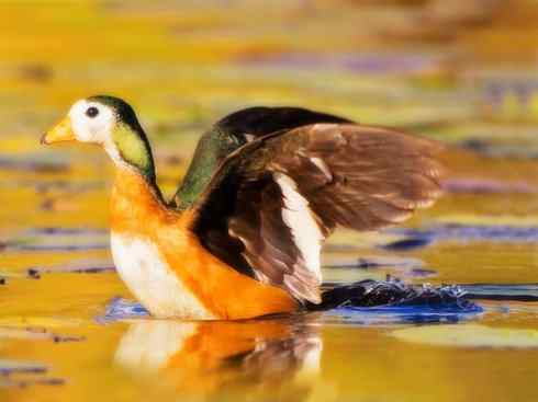 欣赏：美丽的栖鸭2