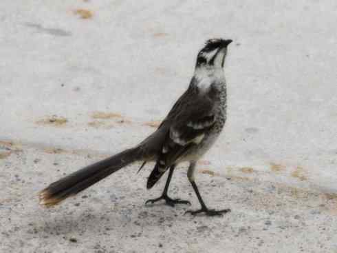 雀鸟也彪悍：别惹我（小嘲鸫）