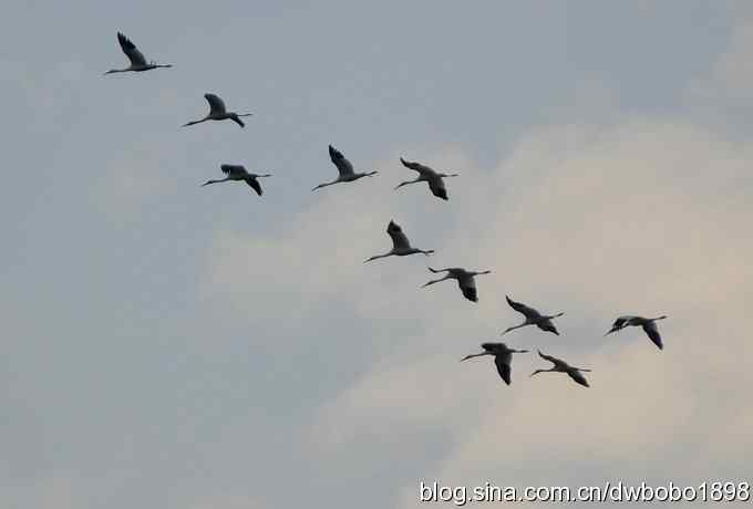 云天鹤影 wbr醉舞冬阳