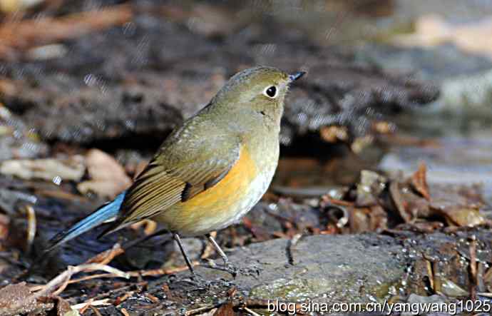 红肋蓝尾鸲 wbr2