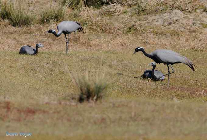 达里诺尔湖的蓑羽鹤
