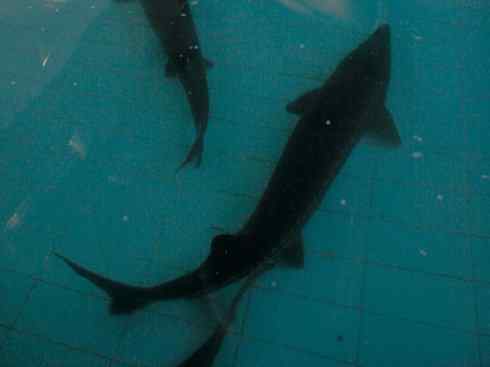 鱼类活化石：中华鲟