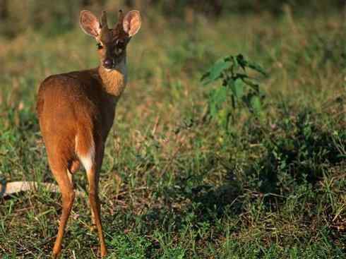 麒麟：传说的兽原型探秘（白尾鹿）