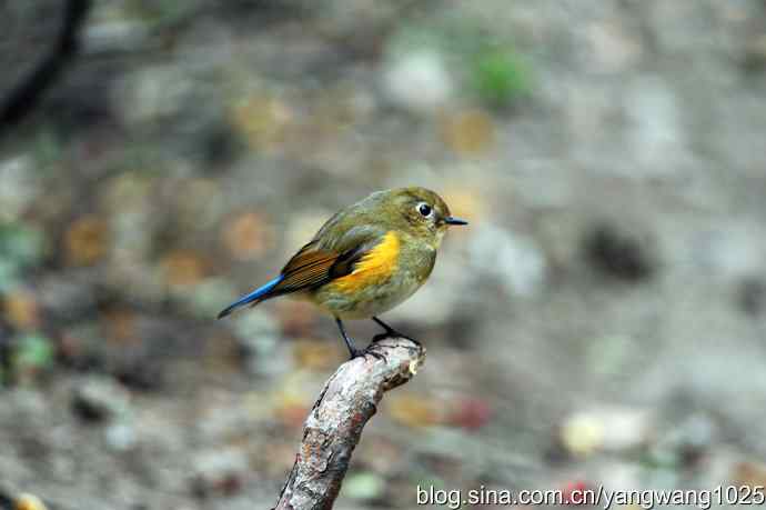 雌性红胁蓝尾鸲（3）