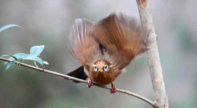 【画眉深浅入时无 wbr不如林间自在啼】（野生画眉鸟一组）