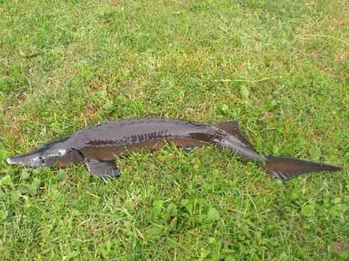 鱼类活化石：中华鲟