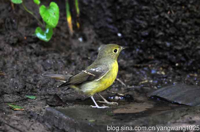 雌性绿背姬鹟（9）