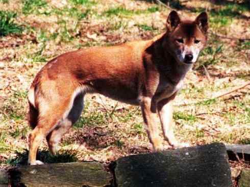 狈：传说的兽原型探秘（鬣狗）