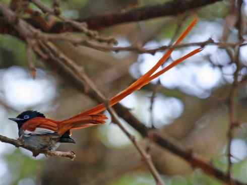 雀鸟也彪悍：霓裳飘舞（绶带）