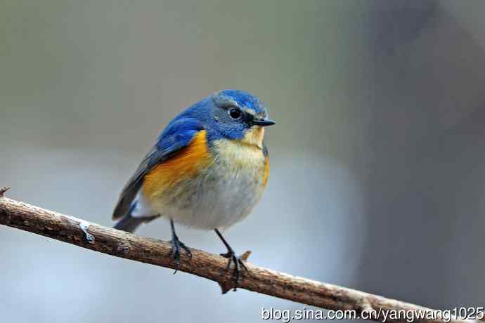 昨天好收获（雄性红胁蓝尾鸲）