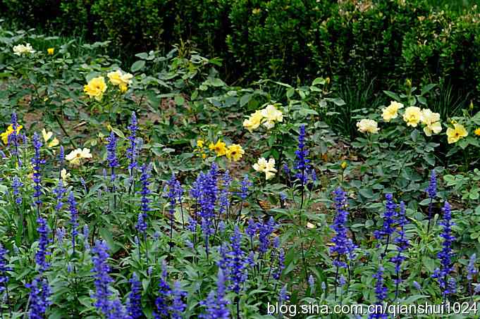 拍白眉姬鹟(植物园)