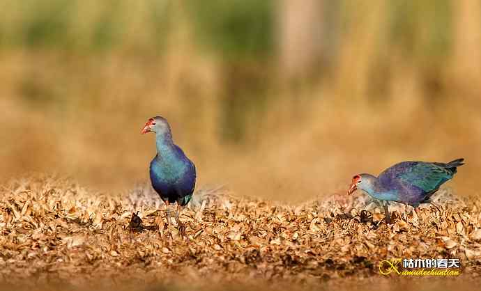 悠闲的鈥溩纤︹