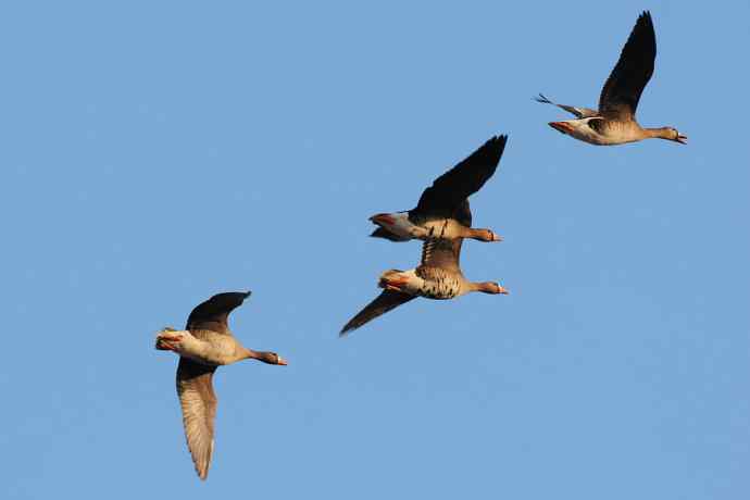 【新鸟】白额雁 wbr图牧吉湿地初探 【新鸟】白额雁 wbr图牧吉湿地初探