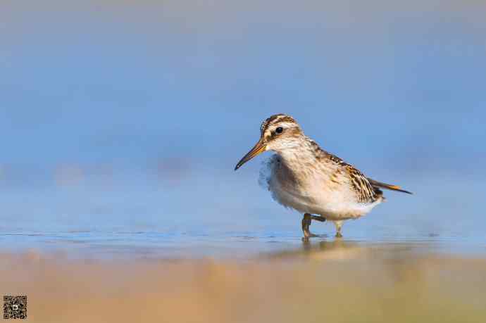 一组野鸭湖的鸻(heng)鹬(yu)类鸟