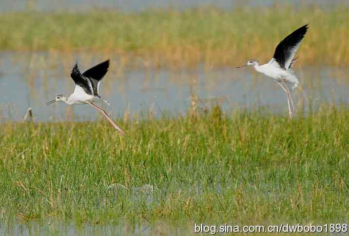 鸬鹚红腿儿和麦鸡鈥斺斈诿晒勰裥校ㄋ模
