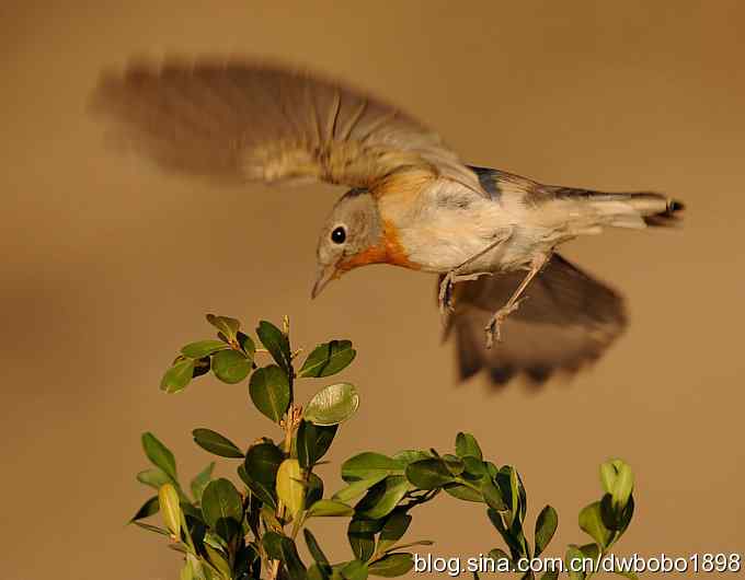红胸姬鹟温暖的冬日
