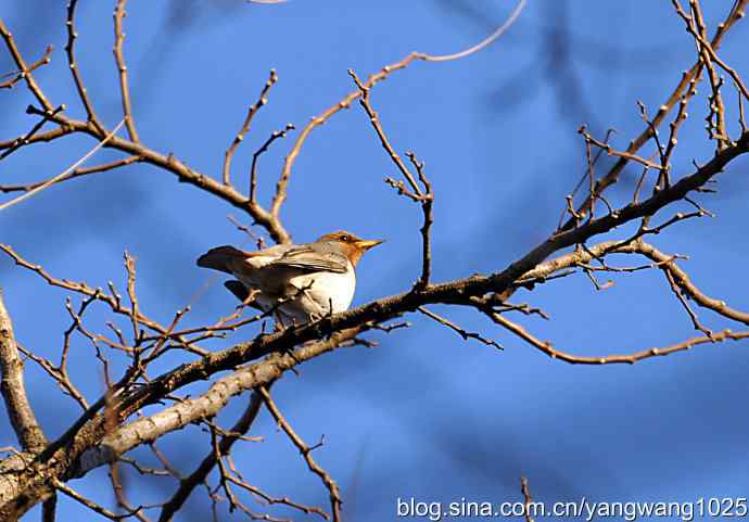 随走随拍(赤颈鸫) 随走随拍(赤颈鸫)