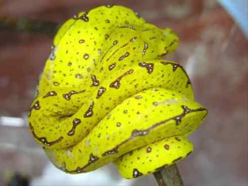 龙：传说的兽原型探秘（树蟒类）