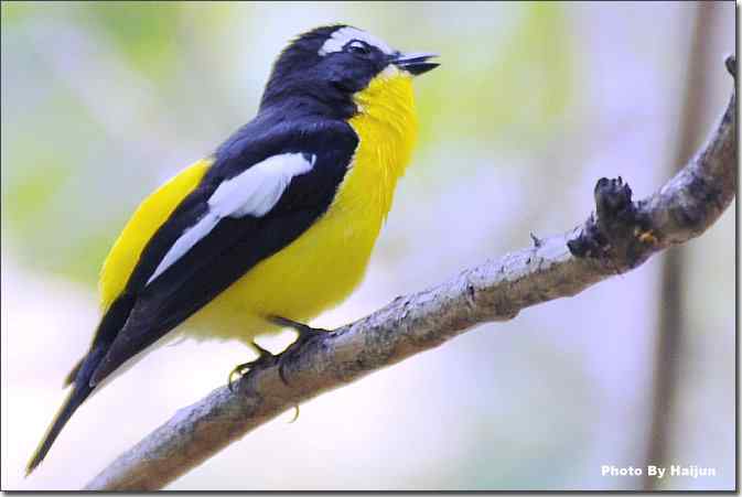  点击图片或使用键盘← →翻页