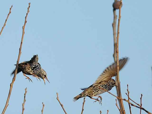 【亚平宁半岛之旅 wbr. wbr紫翅椋鸟】 【亚平宁半岛之旅 wbr. wbr紫翅椋鸟】