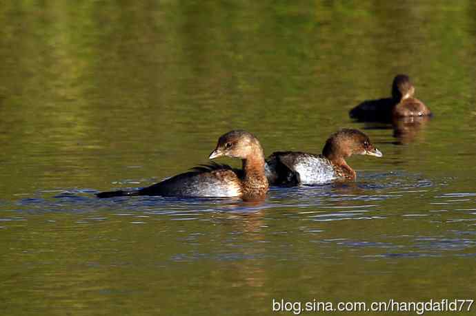 斑嘴巨鸊鷉（4）