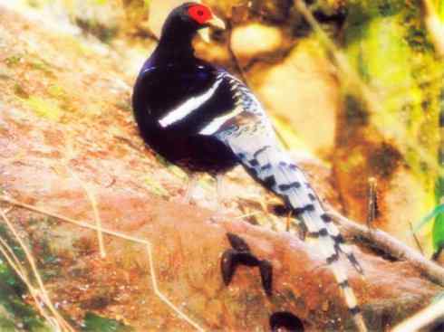 猎奇：长尾鸟雀之三（雉科孔雀、鹇属）