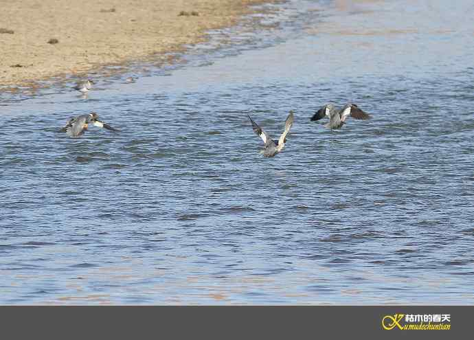 月亮湾拍的“秋沙鸭”【实拍】