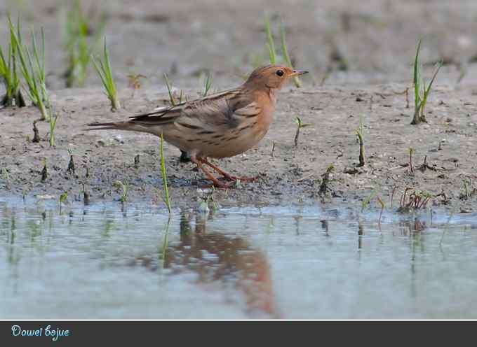 蒙古沙鸻和红喉鹨
