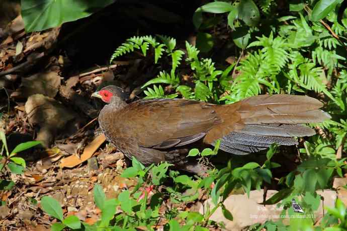 山中仙子鈥斺敯尊