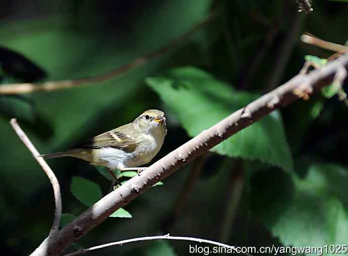 极北柳莺（枝头）1