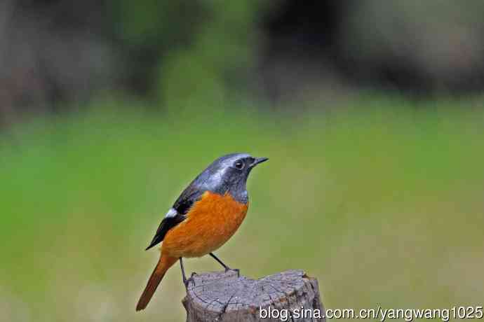 雄性北红尾鸲（35）