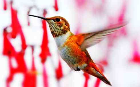 猎奇：十大奇异鸟类之四